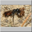 Caliadurgus fasciatellus - Wegwespe w01c 6mm mit Spinne - Sandgrube Niedringhaussee-det.jpg